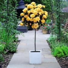 Rose Yellow Standard 1x 60cm