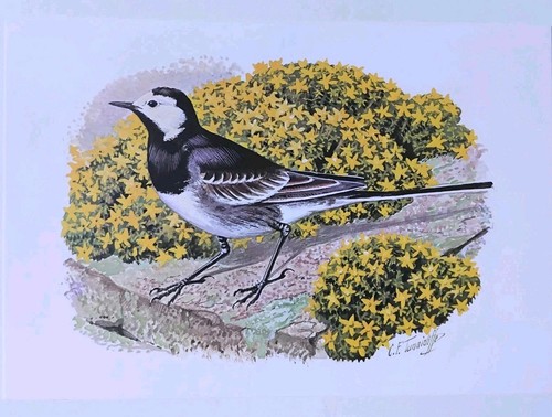 Tunnicliffe vintage bird - c.f,