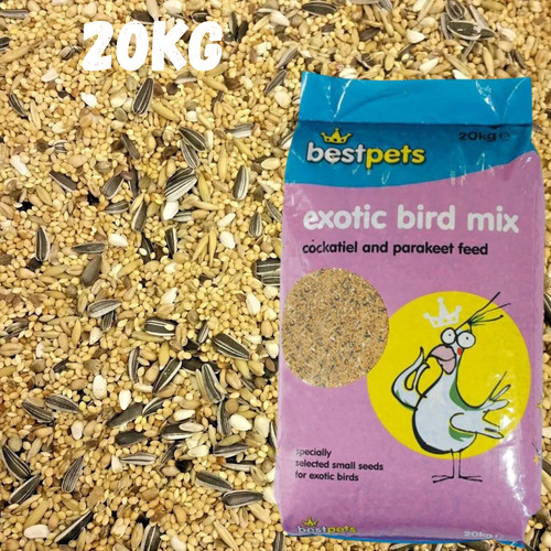 Cockatiel parakeet bird - parakeet,