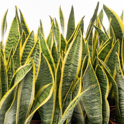 Sansevieria laurentii - x,