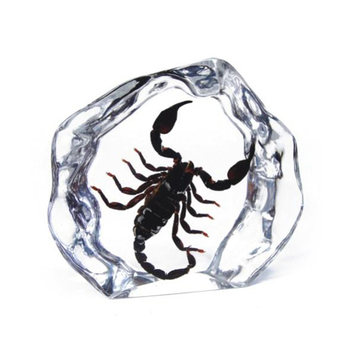Real black scorpion genuine - real,