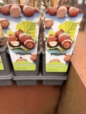 Hazelnut Tree (Corylus