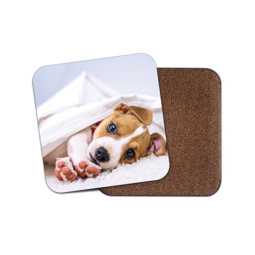 Cute jack russell - cute,