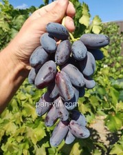 Pompeii SEEDLESS GRAPE VINE- 2