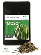 10 g Giant Bamboo Seeds -