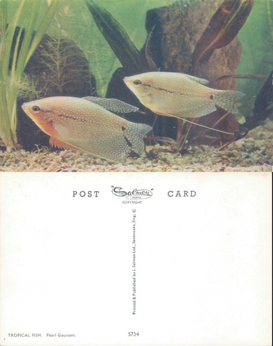 Tropical fish pearl gourami - tropical,