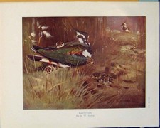 Original Old Antique Print