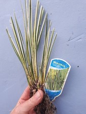 Dwarf Japanese Sweet Flag Acorus gramineus Pond Marginal Bog Plant