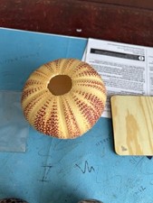 Vintage tiger cowrie shells - cowrie,