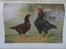 1926 "POULTRY TRIBUNE"