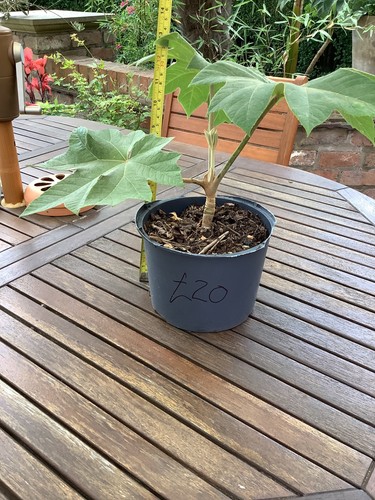 Tetrapanax plant - tetrapanax,