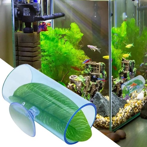 Transparent aquarium betta - aquarium,