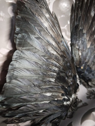 Crow wings displayed open - wings,