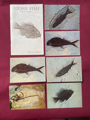 Stone fish fossils - -, from