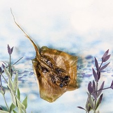 Stingray fish Ray Nautical