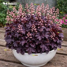 Coral Bells Palace Purple -