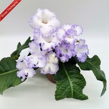 Streptocarpus DS-Little