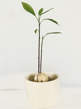 Organic double stem Hass