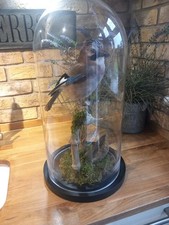 Taxidermy Jay Garrulus Glandarius  Mounted In Glass Dome 