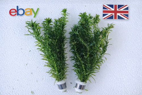 Bunches elodea densa - ,