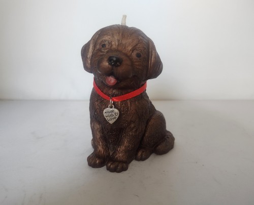 Cute little chocolate - , labrador