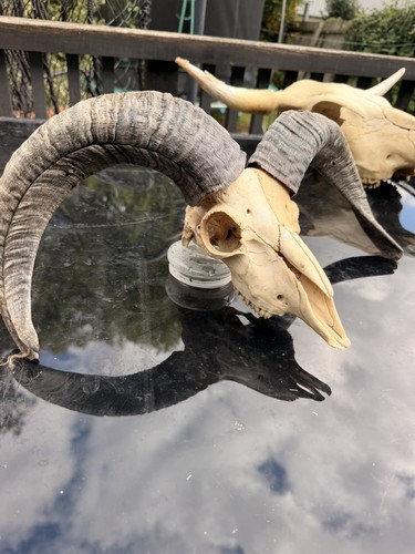 Real rams skull - taxidermy, with