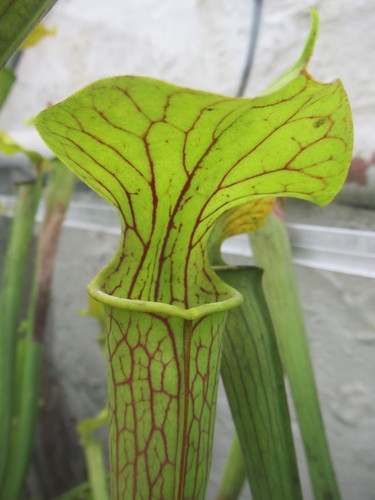 Sarracenia alata pipeline - sarracenia, “pipeline