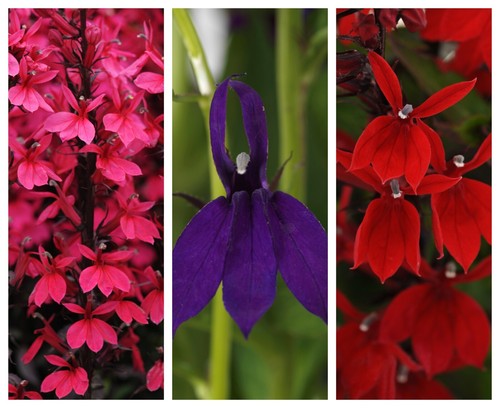 Perennial garden lobelias - perennial,
