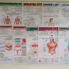 Anatomy and Physiology A4 Poster Study Guide for Nursing, Medical, Midwifery