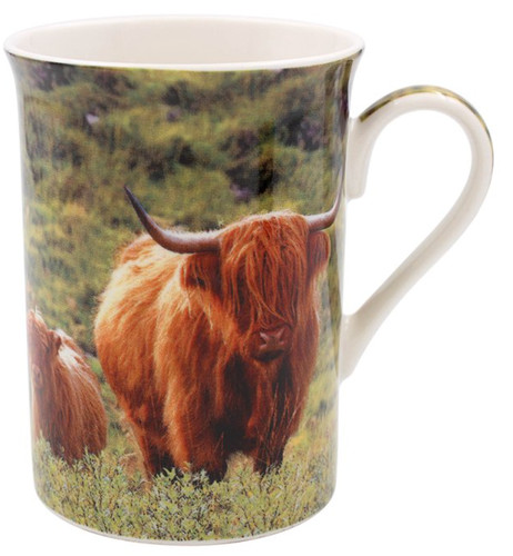 Highland cattle cow - cow, &