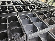 6 Cell Hard Plastic Plant