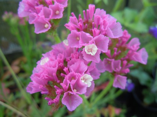 Statice sunburst rose - 5,