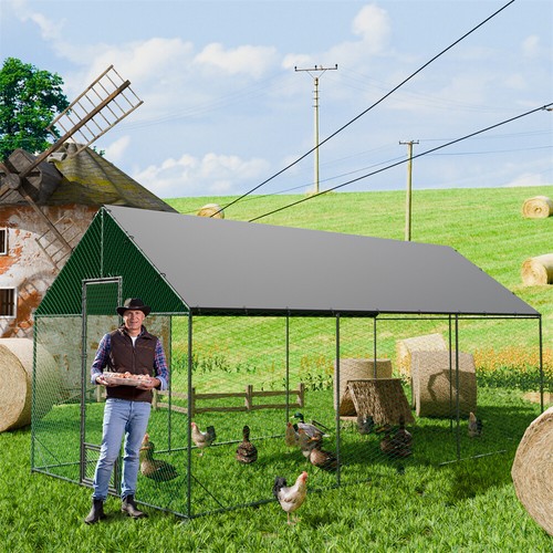 Premium large chicken - premium,