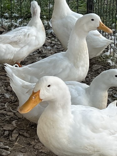 Jumbo pekin duck - pekin,