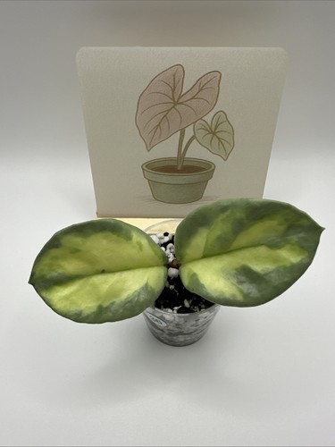 Hoya argentea princess - argentea,