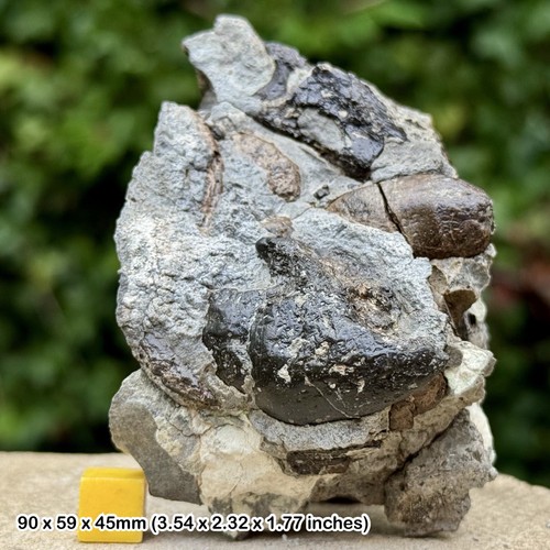 Large fossil reptile bones - reptile,