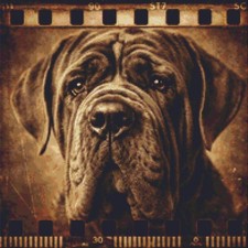 Neapolitan Mastiff Puppy Dog