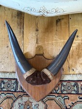 Vintage Antique Bull Horns Mounted Mid Century Taxidermy Man Cave Prop Display