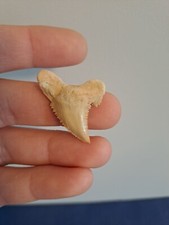 Fossil Shark Tooth -