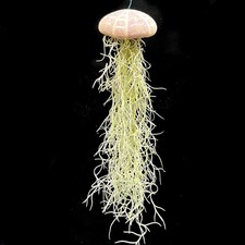 1 x  large Jellyfish Spanish