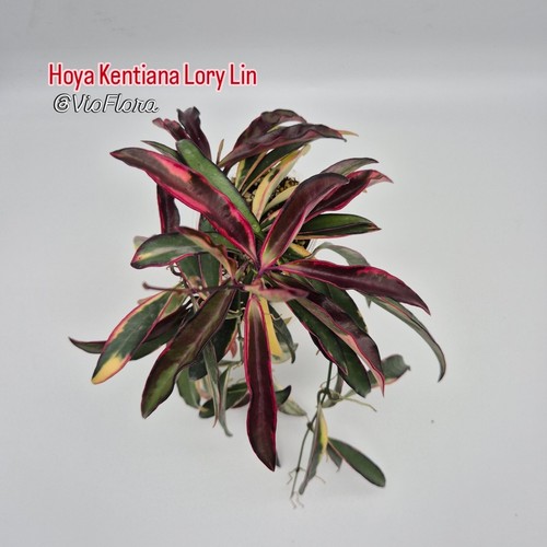 Rarely offered hoya kentiana - offered,
