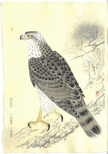 Fukuda suiko hawk japanese - suiko,