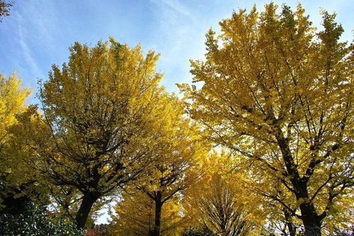 Ginkgo biloba maidenhair - biloba, /