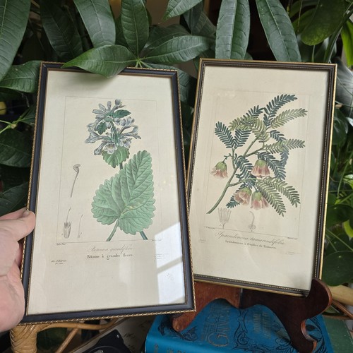 Antique framed botanical - antique,