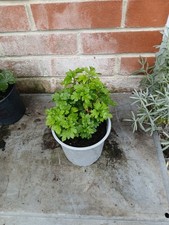 Chrysanthemum Indicum, Indian Chrysanthemum plant in 13cm pot approx. Pink.  