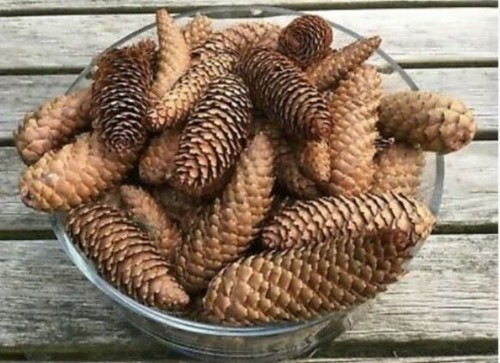 500 spruce pine - spruce, cones
