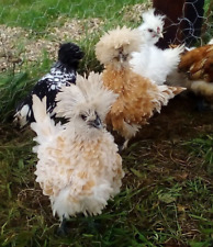 6 Bantam Hen Eggs Mixed