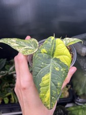 Alocasia maharani  lime Big Leaf