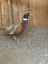 Ringneck Pheasant Fertile