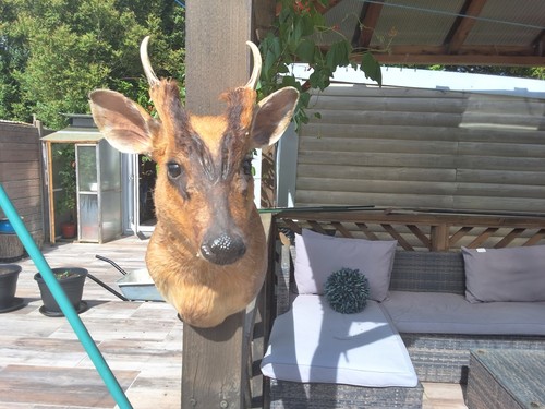 Muntjac buck - muntjac,